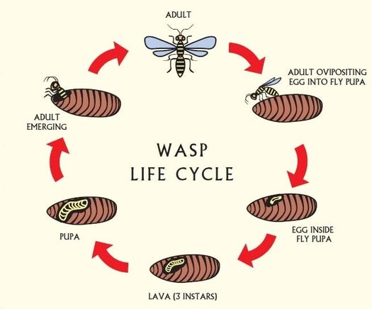 Life Cycle - Potter Wasp